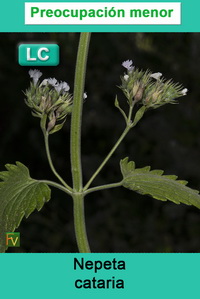 Nepeta cataria