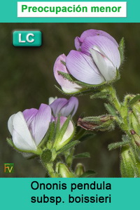 Ononis pendula boissieri