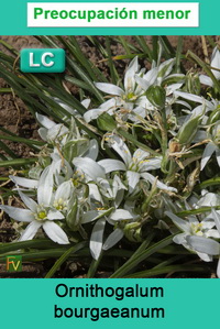 Ornithogalum bourgaeanum