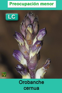 Orobanche cernua