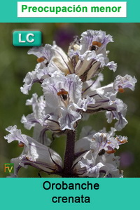 Orobanche crenata