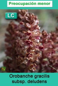 Orobanche gracilis deludens