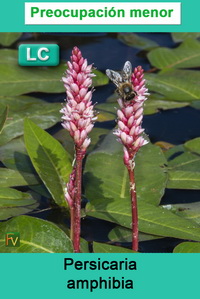 Persicaria amphibia