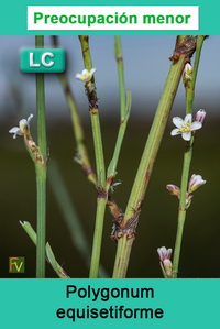 Polygonum equisetiforme