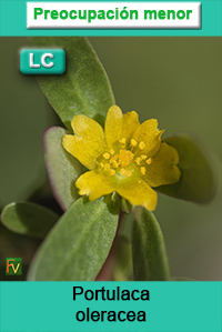 Portulaca oleracea