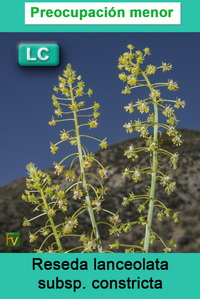 Reseda lanceolata constricta