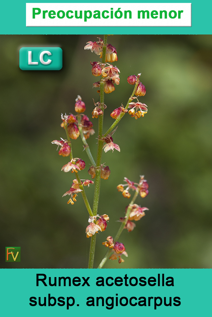 Rumex acetosella angiocarpus