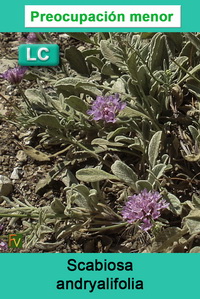 Scabiosa andryalifolia