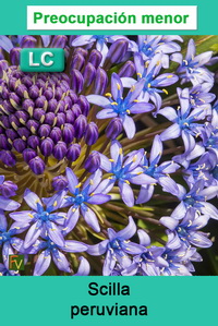 Scilla peruviana