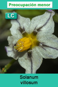 Solanum villosum