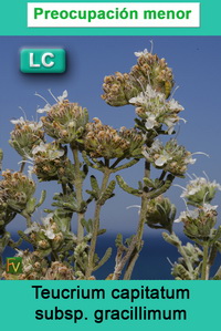 Teucrium capitatum gracillimum