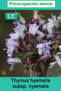 Thymus hyemalis hyemalis