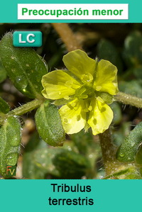 Tribulus terrestris