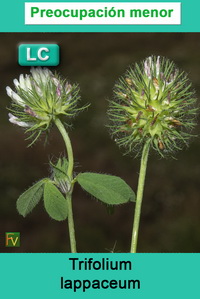 Trifolium lappaceum