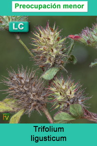 Trifolium ligusticum