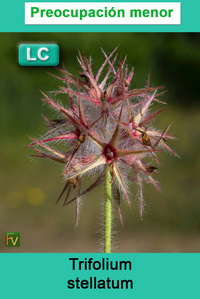 Trifolium stellatum