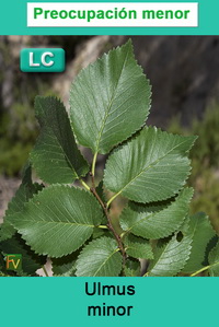 Ulmus minor