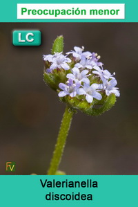 Valerianella discoidea