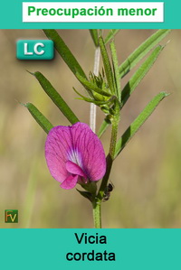 Vicia cordata