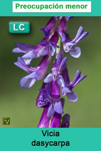 Vicia dasycarpa