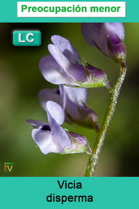 Vicia disperma