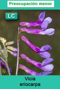 Vicia eriocarpa