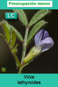 Vicia lathyroides