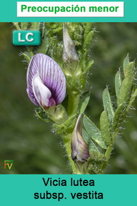 Vicia lutea vestita