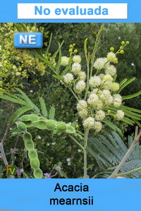 Acacia mearnsii