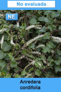 Anredera cordifolia