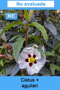 Cistus aguilari