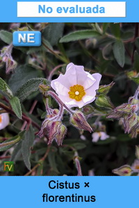 Cistus florentinus