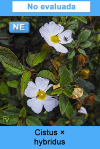 Cistus hybridus