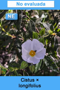 Cistus longifolius