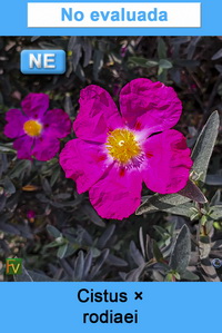 Cistus rodiaei