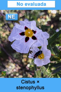 Cistus stenophyllus