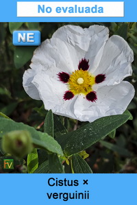 Cistus verguinii