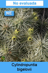 Cylindropuntia bigelovii