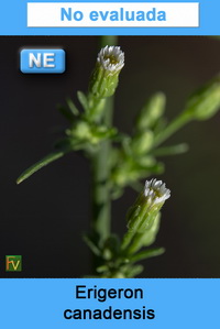 Erigeron canadensis