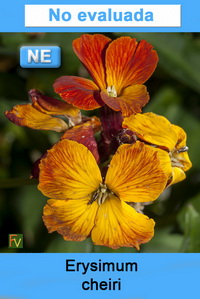 Erysimum cheiri