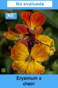 Erysimum x cheiri