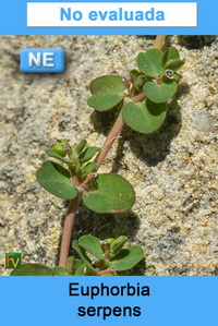 Euphorbia serpens