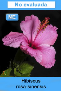 Hibiscus rosa sinensis