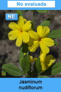 Jasminum nudiflorum