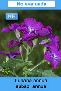 Lunaria annua annua