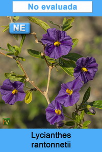 Lycianthes rantonnetii