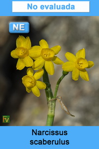 Narcissus scaberulus