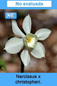 Narcissus x christopheri