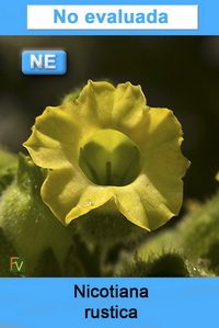 Nicotiana rustica