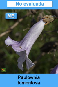 Paulownia tomentosa